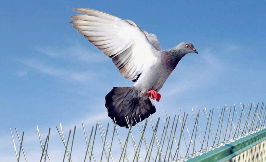 Birds Control