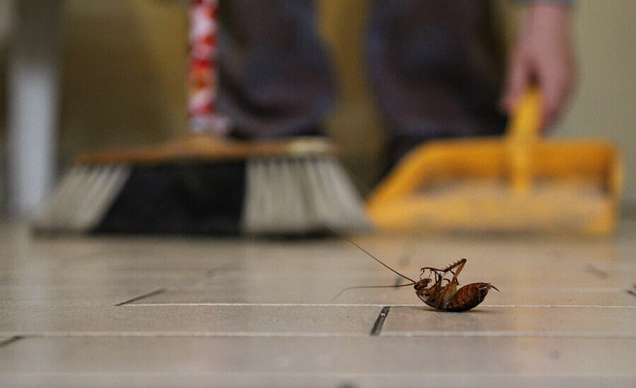 Cockroach Control