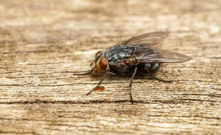 Flies Control