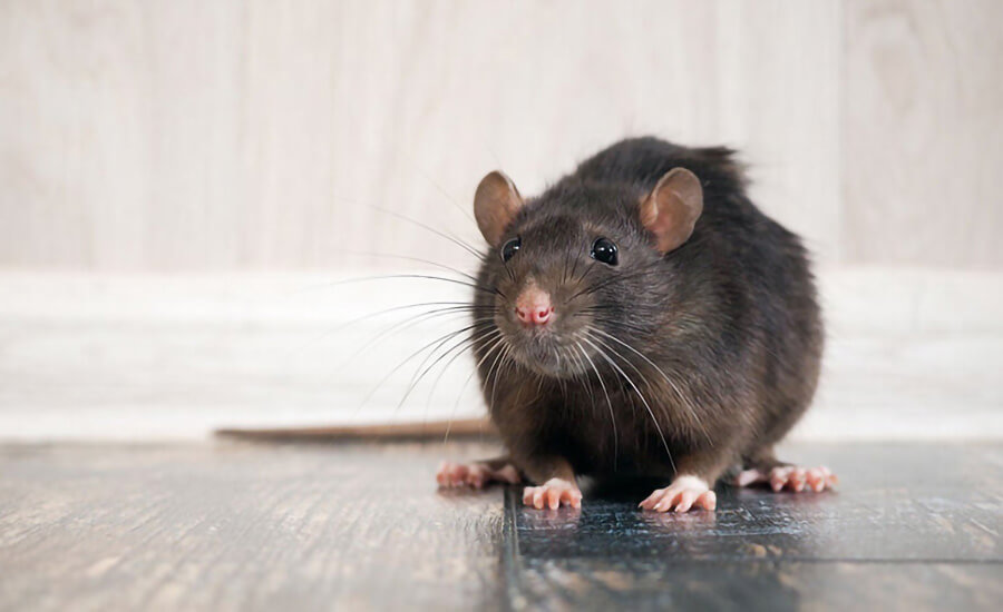 Rat Control