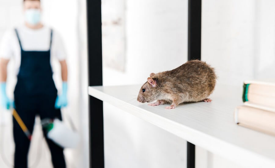 Rodent Control