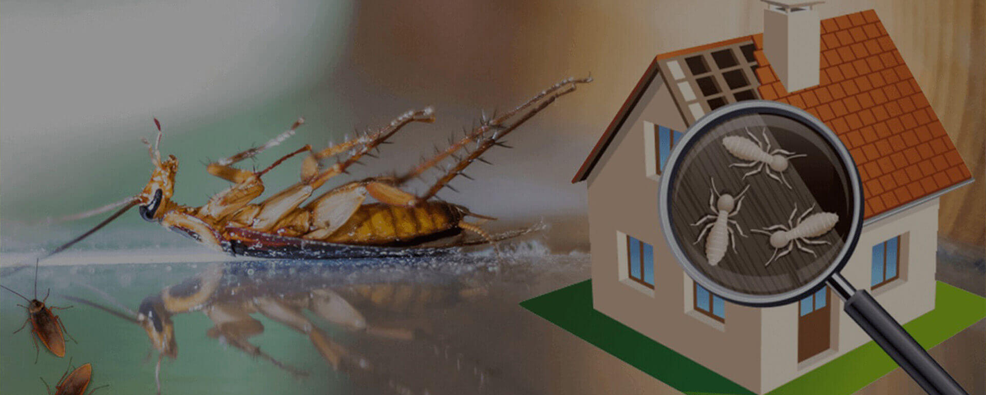 Book Pest Control