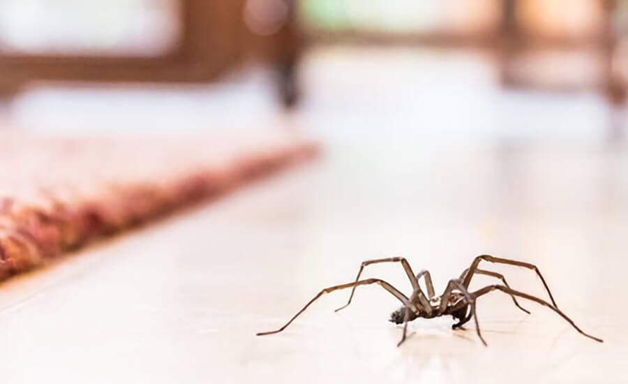 Spider Control