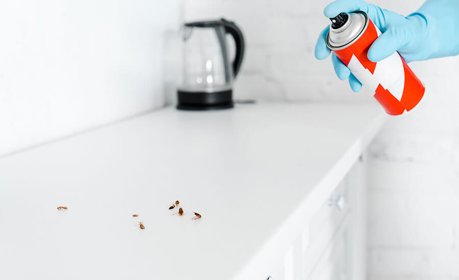 Termite Control