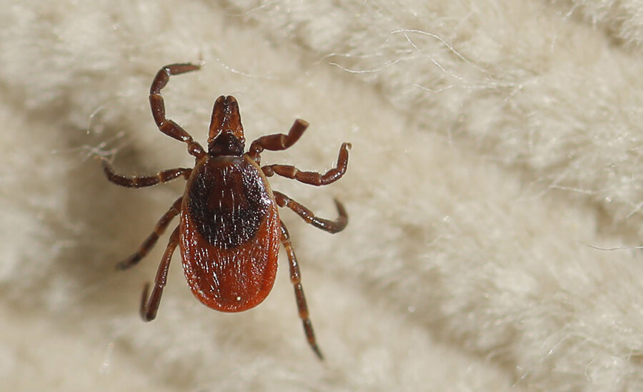Tick Control